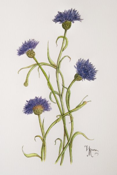 watercolor painting of bachelor's button flowers
