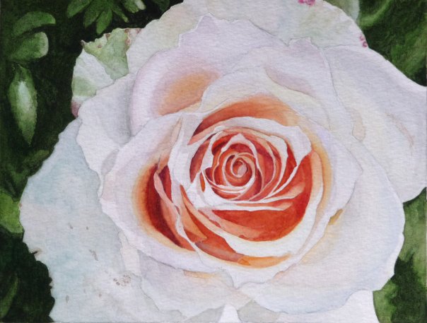 watercolor painting of a white rose